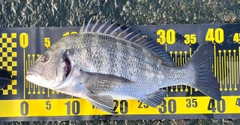 クロダイの釣果