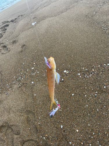 エソの釣果