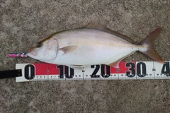 シオの釣果