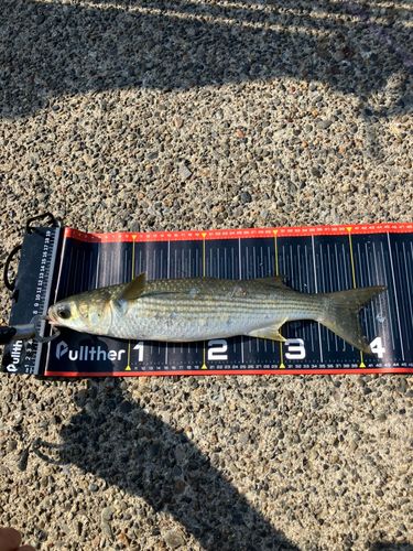 ボラの釣果