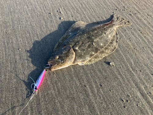 ヒラメの釣果