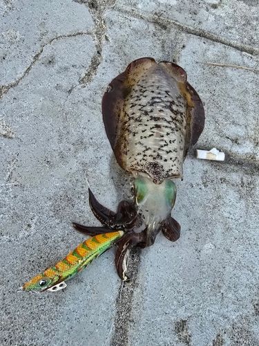 アオリイカの釣果