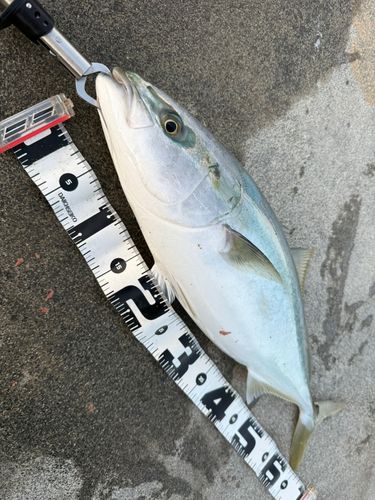 ワラサの釣果