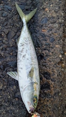 ツバスの釣果