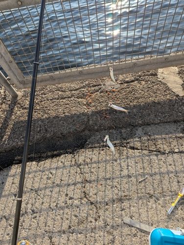 カタクチイワシの釣果