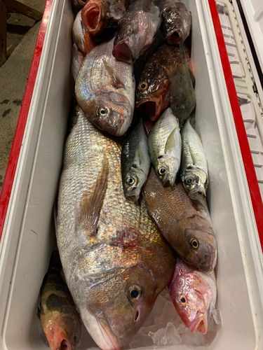 タイの釣果