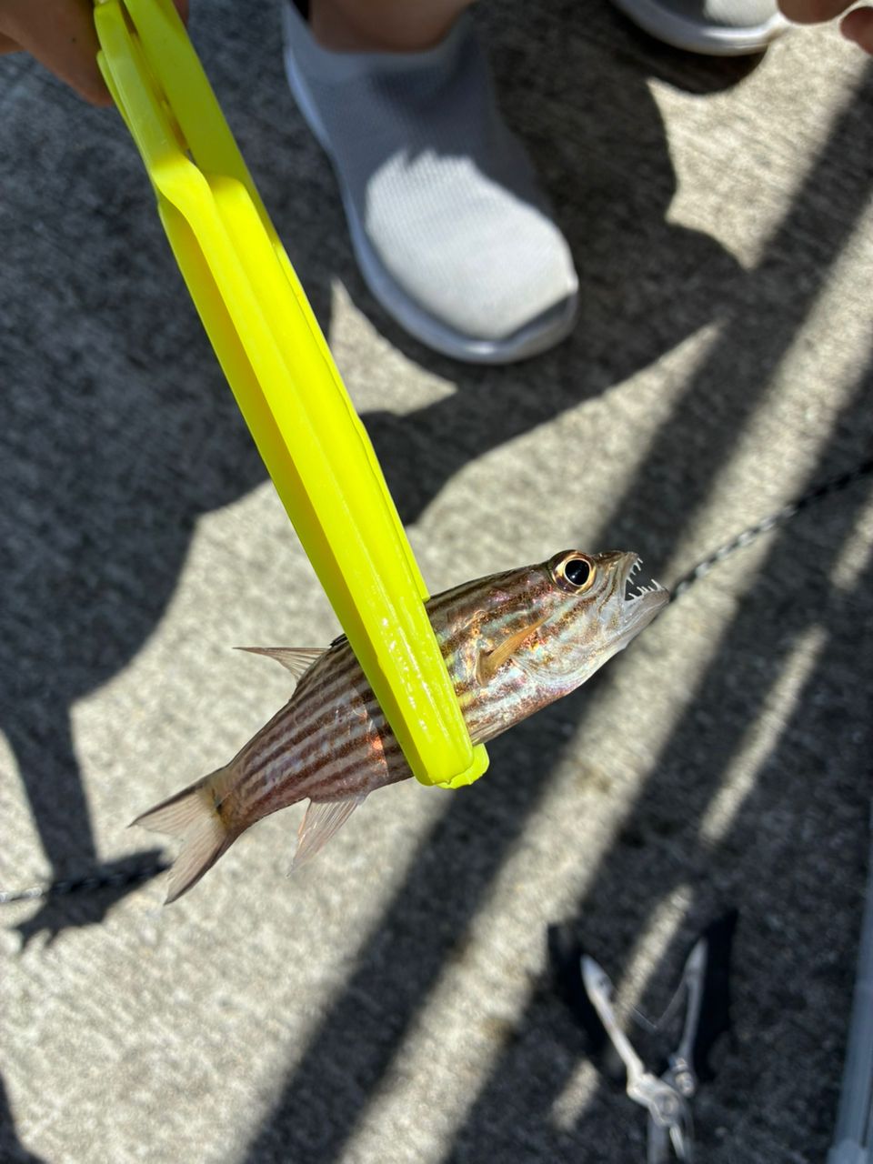 ミナミフトスジイシモチ