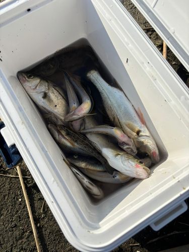 ハゼの釣果