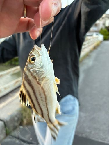 コトヒキの釣果