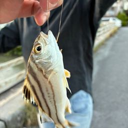 コトヒキ
