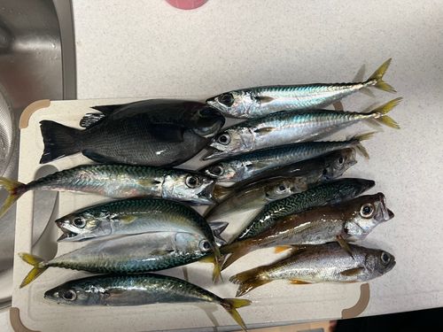 メジナの釣果