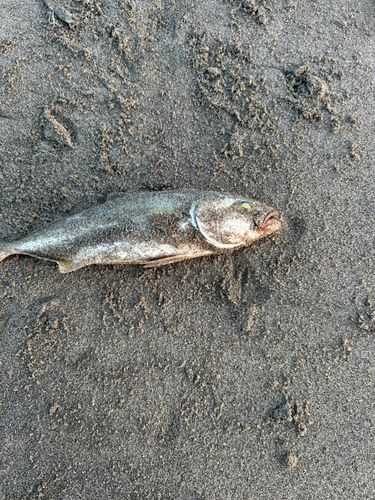 ワカシの釣果