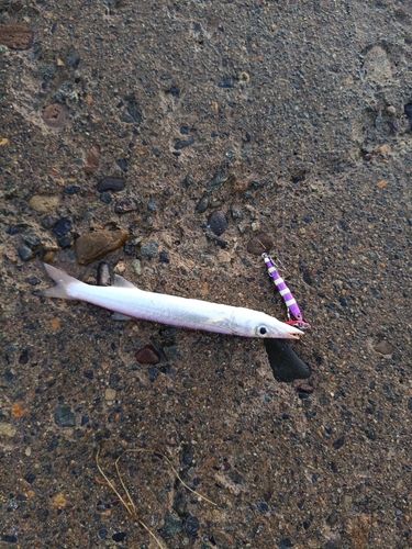 カマスの釣果