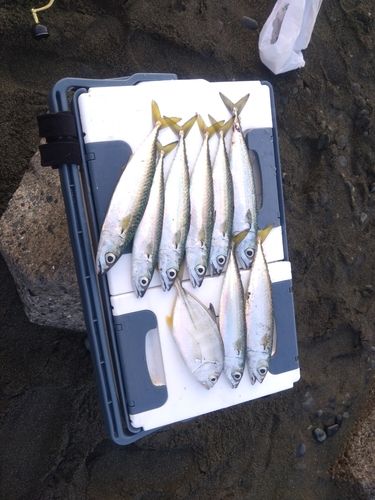サバの釣果