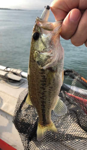 ラージマウスバスの釣果