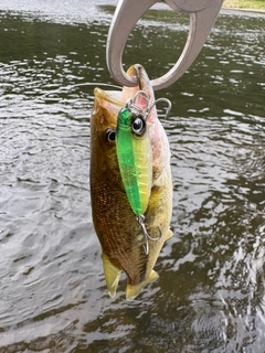 釣果