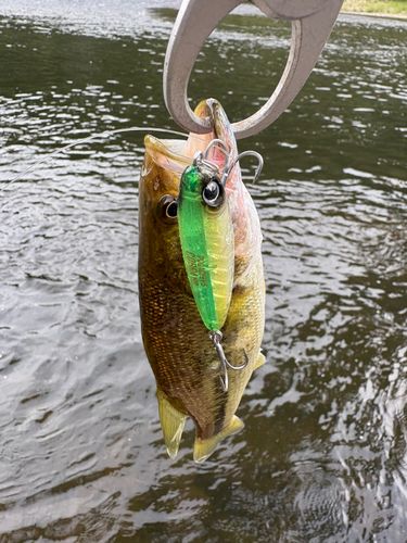 釣果