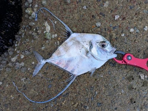 イトヒキアジの釣果