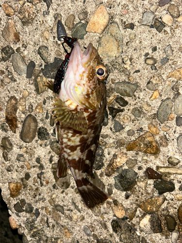 ガシラの釣果