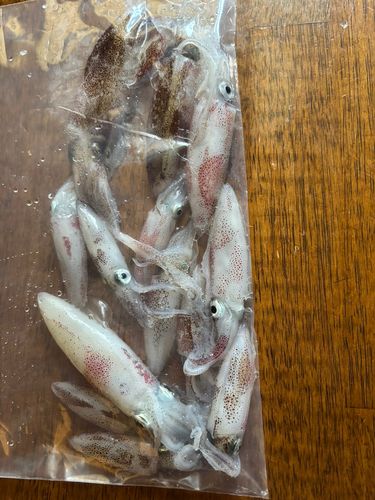 マメイカの釣果