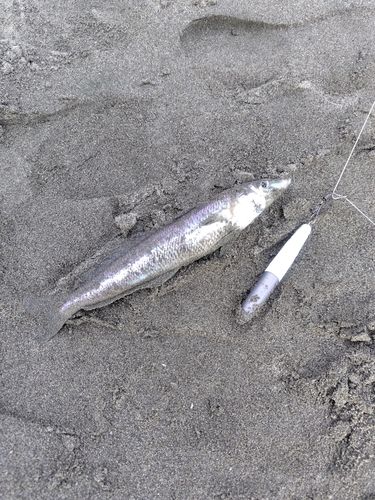 シロギスの釣果