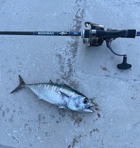 釣果