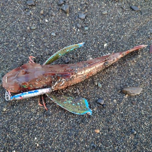 オオモンハタの釣果