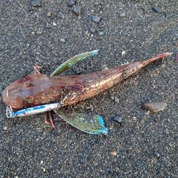 オオモンハタ