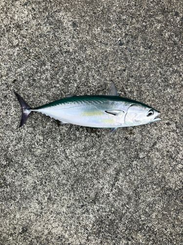 ソウダガツオの釣果