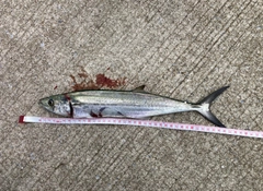 サゴシの釣果