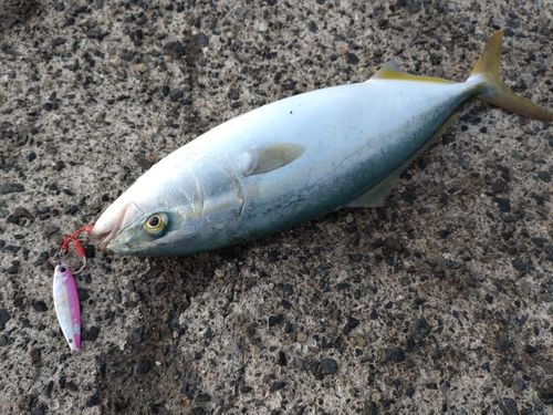 ヤズの釣果