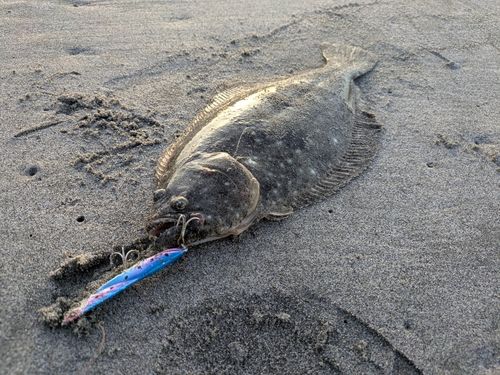 ソゲの釣果