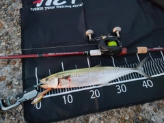 サゴシの釣果