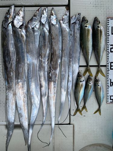 タチウオの釣果