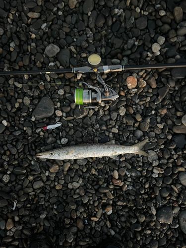 カマスの釣果
