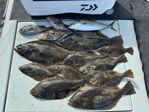 ヒラメの釣果