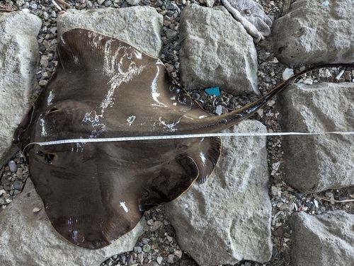 アカエイの釣果