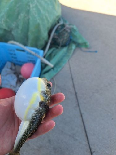 フグの釣果