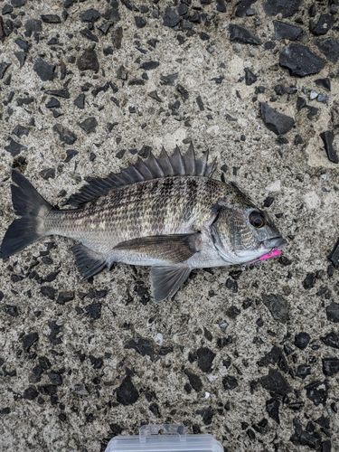 チヌの釣果