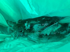 コウイカの釣果