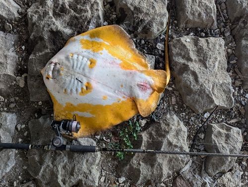 アカエイの釣果