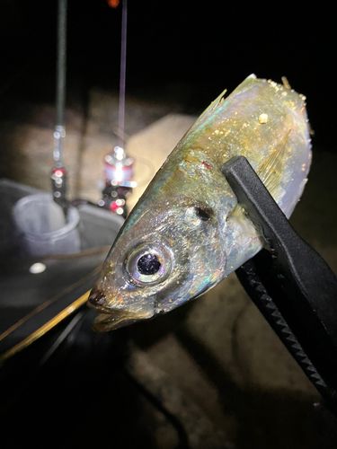 マアジの釣果