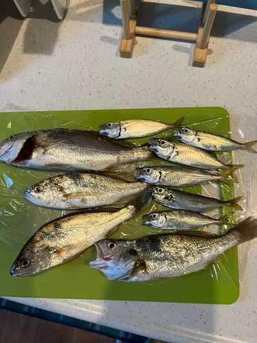 イシモチの釣果