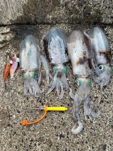 アオリイカの釣果