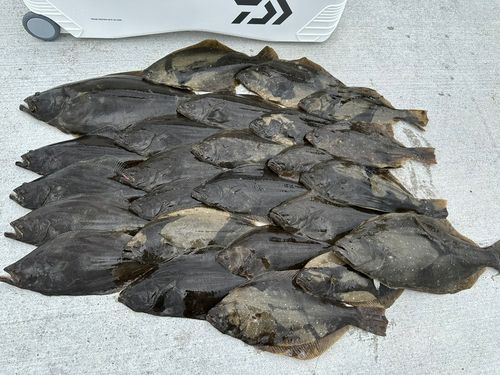 ヒラメの釣果