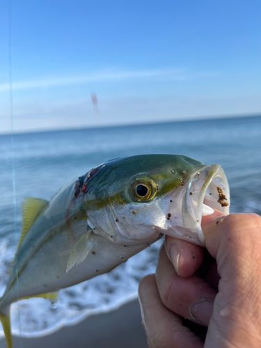コゾクラの釣果