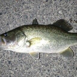 ラージマウスバス