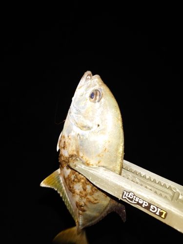 メッキの釣果