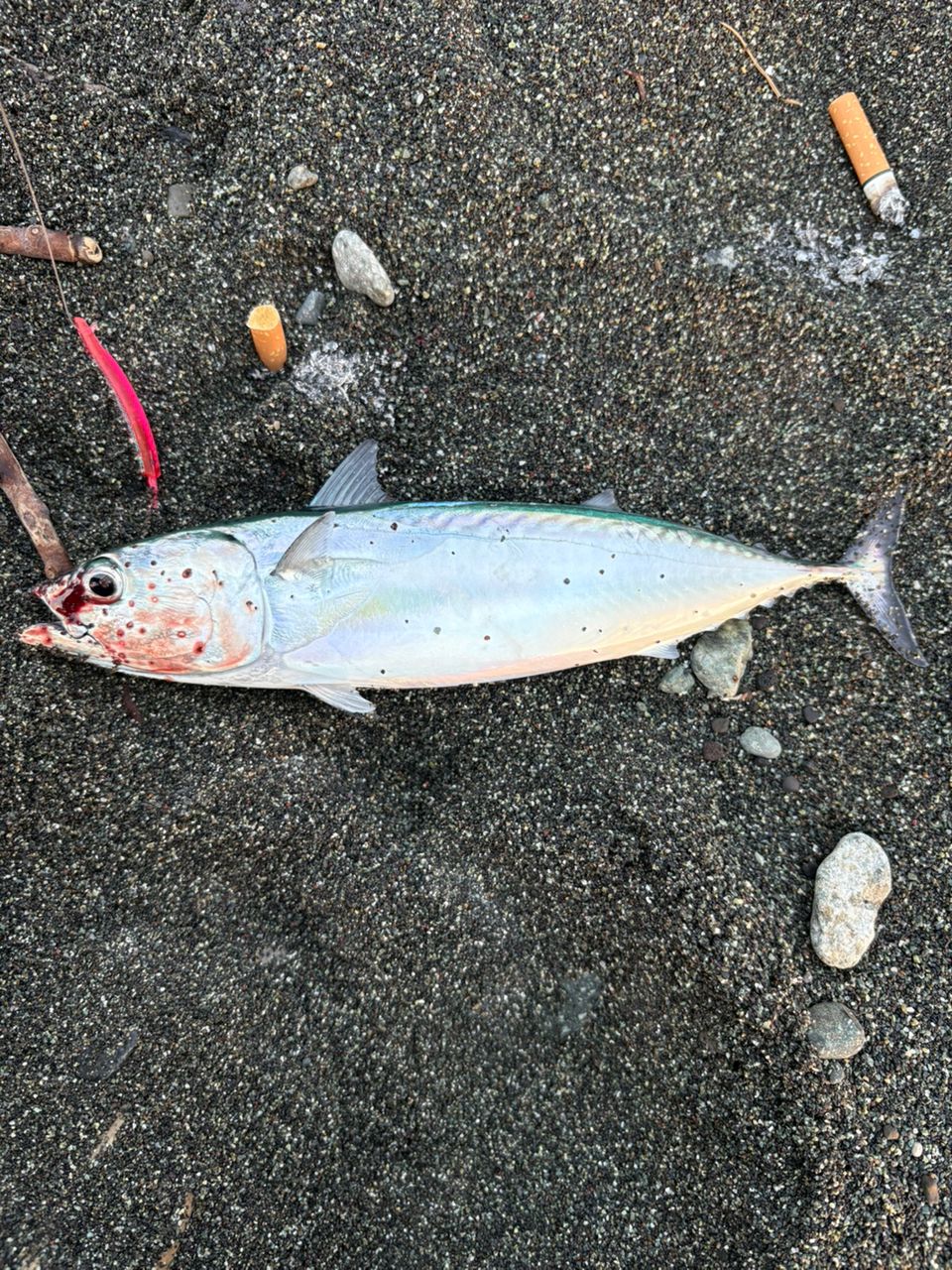 SHIMANO 20ネッサ エクスチューン S106MHの最安値・インプレ