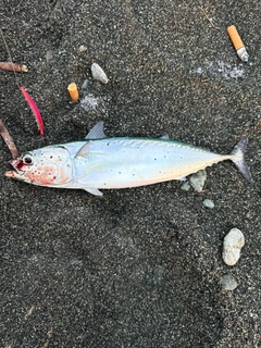 ヒラソウダの釣果